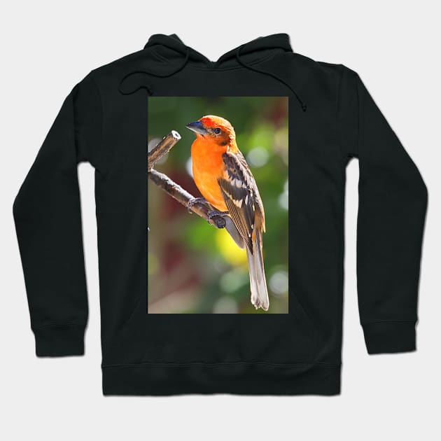 Baltimore Oriole Hoodie by Carole-Anne